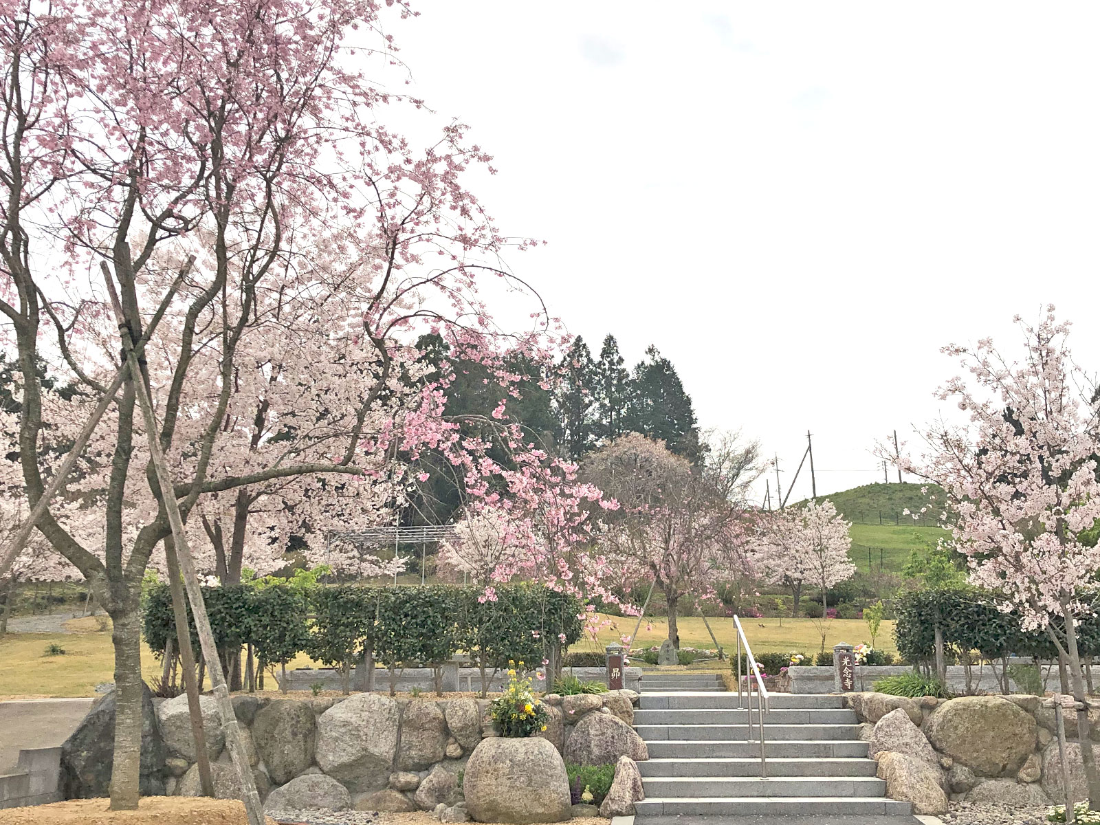 桜葬墓園|景観・桜満開|有限会社昴