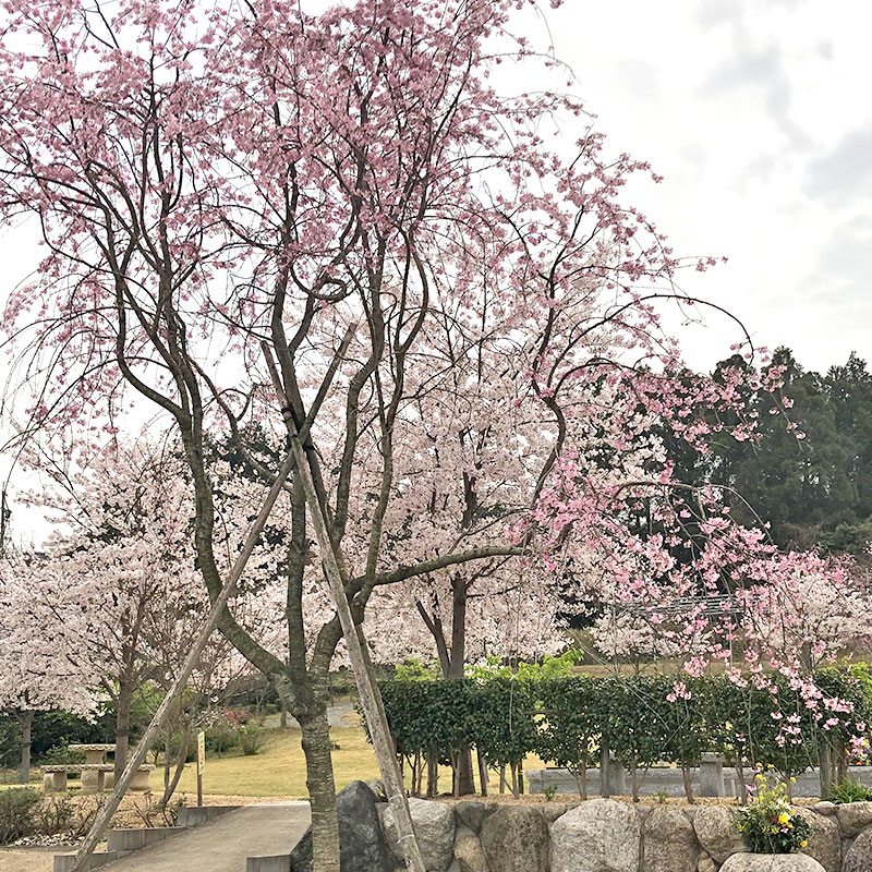 春の桜葬墓園のようす。
