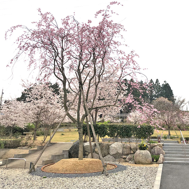 桜葬墓園 外観